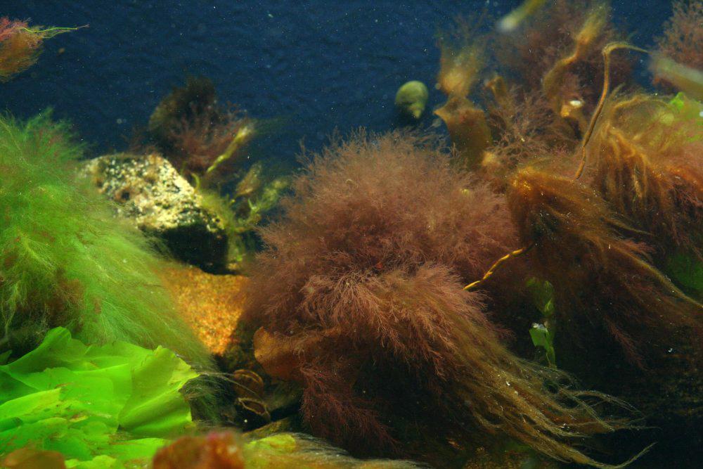Бурые диатомовые водоросли. Диатомовые водоросли в аквариуме. Сцитосифон водоросли. Эктокарпус водоросль.
