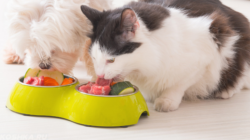 как отучить кошку от корма и приучить к домашней еде