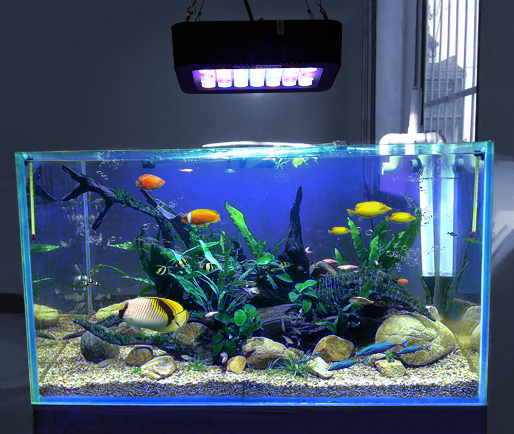 Надо выключать свет в аквариуме. Лед светильник для аквариума 140л. Рыбы в аквариуме. Рыбки для аквариума. Аквариум п.