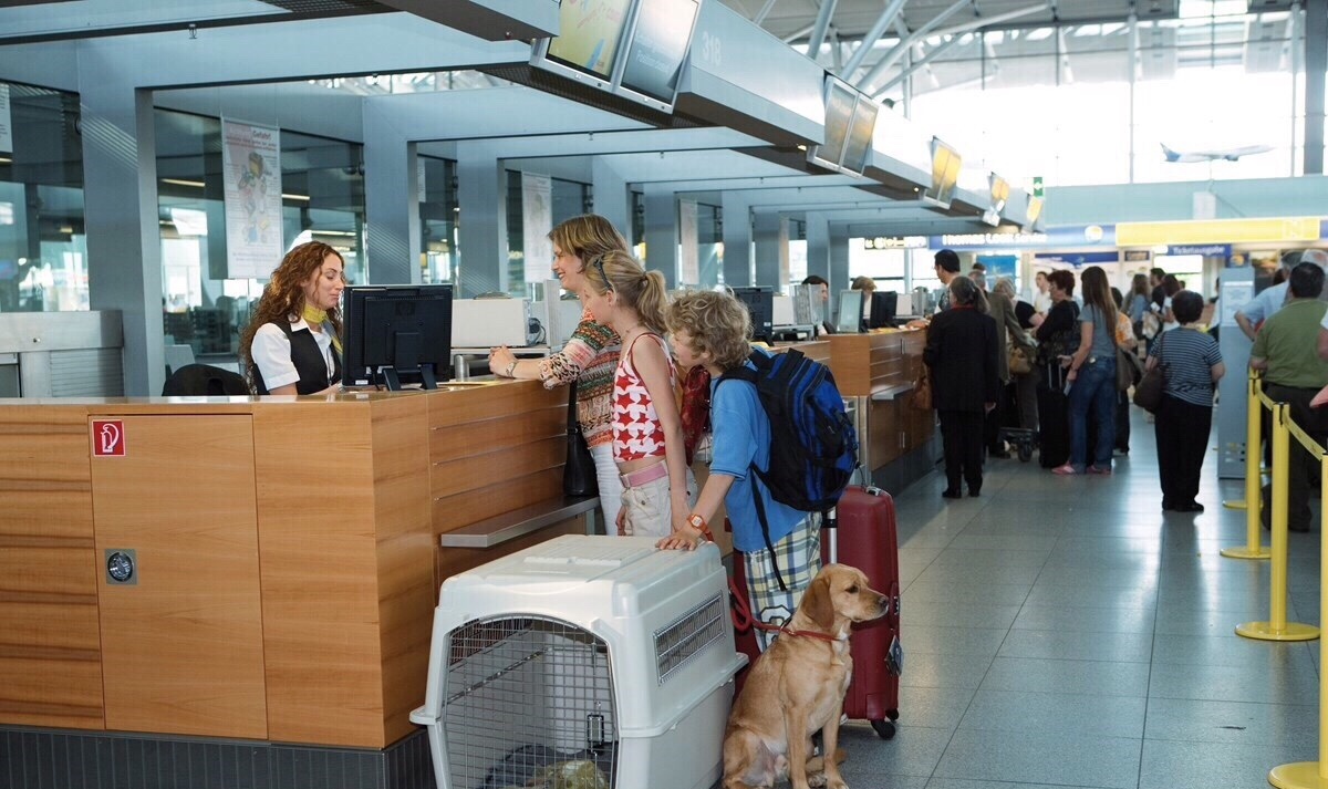 Переноска для животных в аэропорту. Отсек для животных в самолете. Животные в аэропорту. Перевоз животных в самолете. Можно перевозить собак в самолете