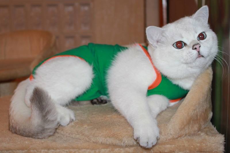 Кошке после операции одевают. Бандаж для кошки. Попонка для кошки. Послеоперационный бандаж для кошки. Попона послеоперационная для кошек.