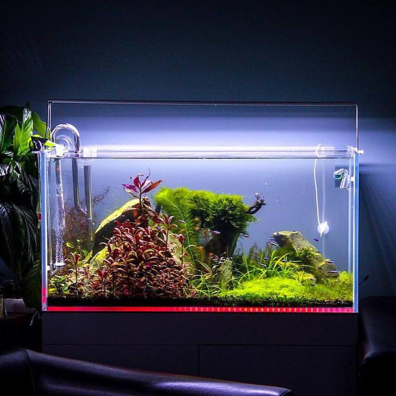 Аквариум травник - природный аквариум с живыми растениями своими руками с полезным фото-видео