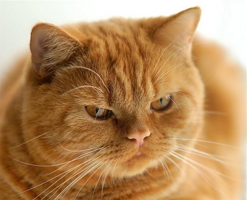 Сколько лет живут британские кошки и коты?