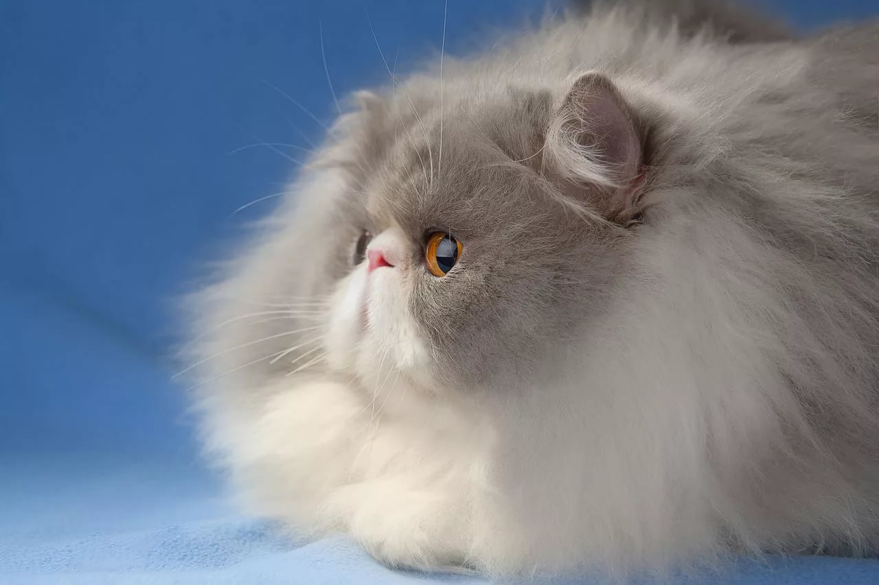 Что такое перс. Персидская шиншилла камео. Персидская шиншилла экзот. Персидская длинношерстная кошка. Персидская голубая длинношерстная кошка.