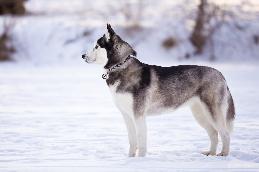Собаки, похожие на волков: описание пород