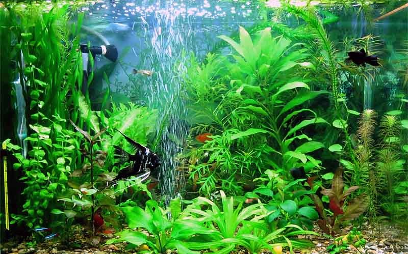 Звуки воды в аквариуме