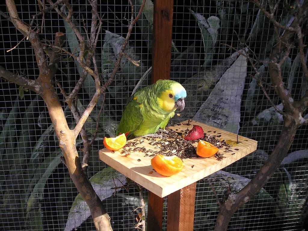 Что есть попугаи в домашних условиях. Питание волнистых попугаев. Клетка для попугая. Что едят попугаи. Еда для попугаев.
