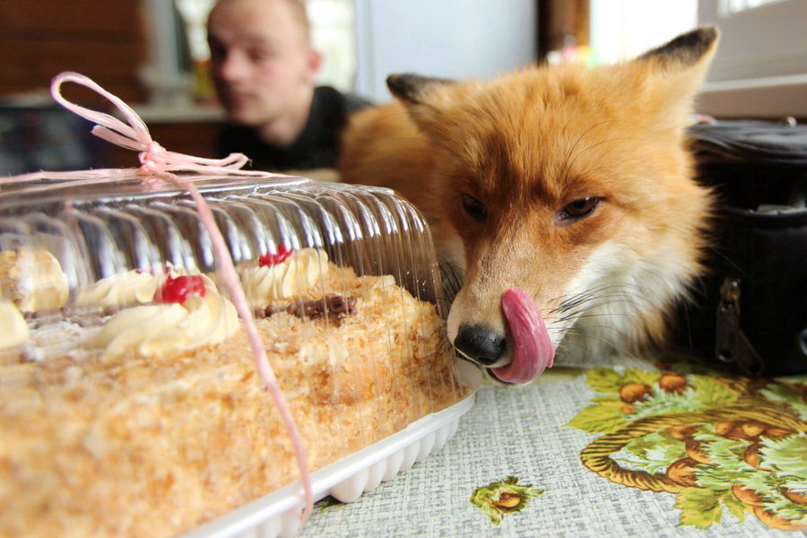 Что едят кроме мяса. Лиса ест. Торт «лиса». Лиса кушает. С днем рождения Лисичка.