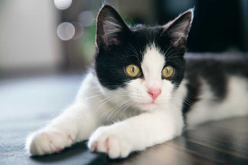 Имена для котов и кошек черно-белого окраса
