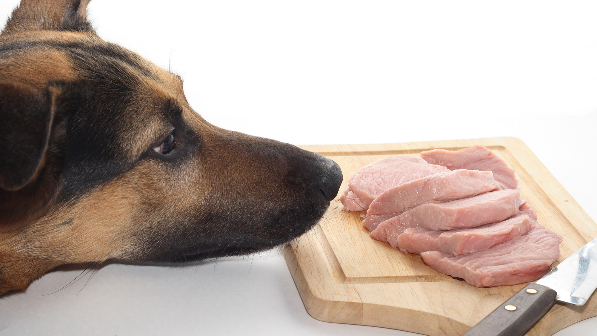 Почему свинину нельзя давать собакам: вред и опасность для здоровья