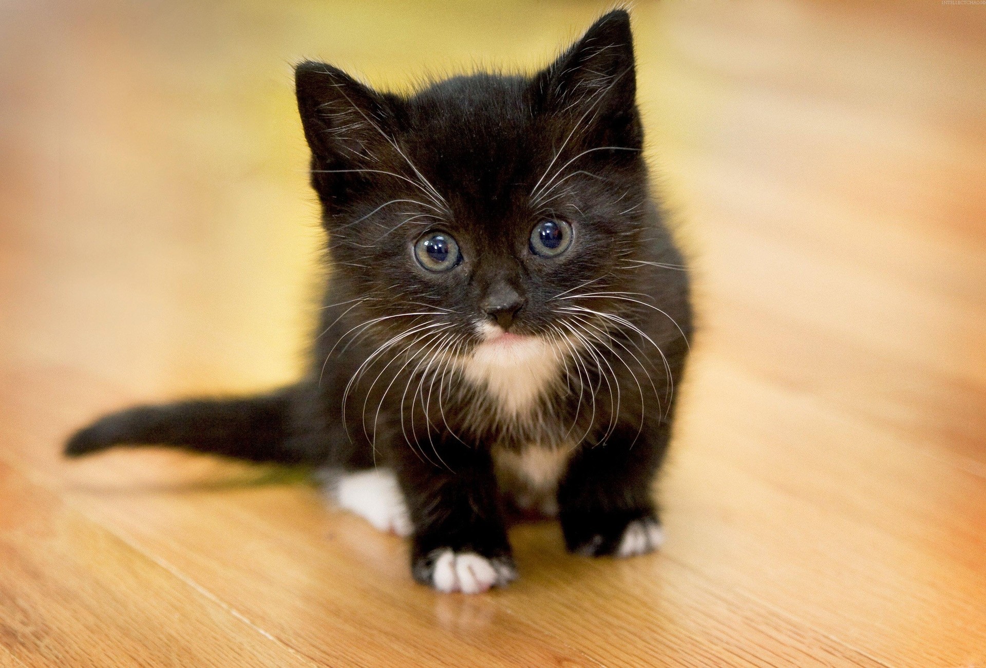 Как назвать кошку и кота черного цвета?