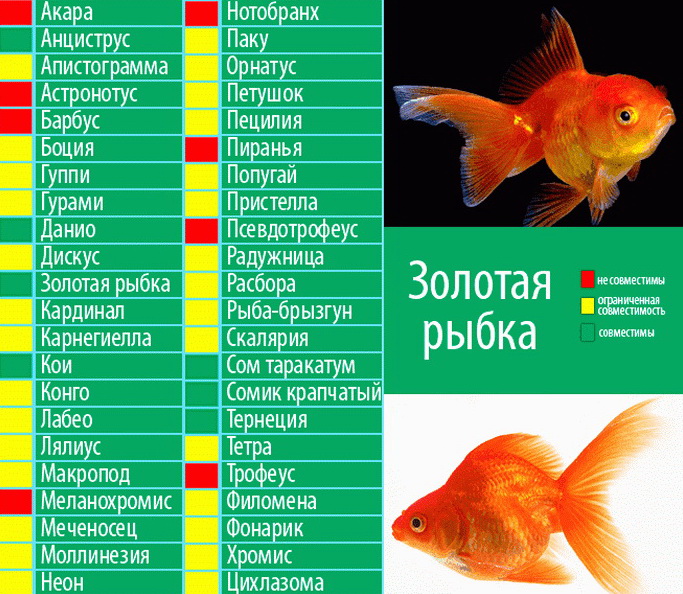 Сколько живут аквариумные рыбки?