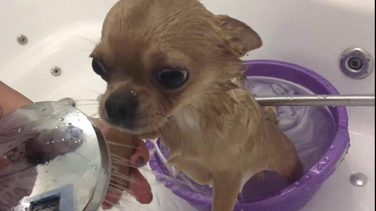 Сколько раз мыть собаку. Чихуахуа купается. Собака купается. Чихуахуа в ванне. Ванна для собак.