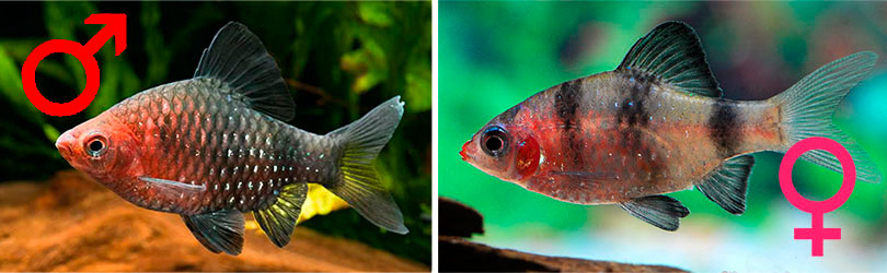 Тернеция как отличить самца. Чёрный Барбус аквариумная рыбка. Тернеция Барбус суматранский. Барбус черный самка. Тернеция отличие самца от самки.