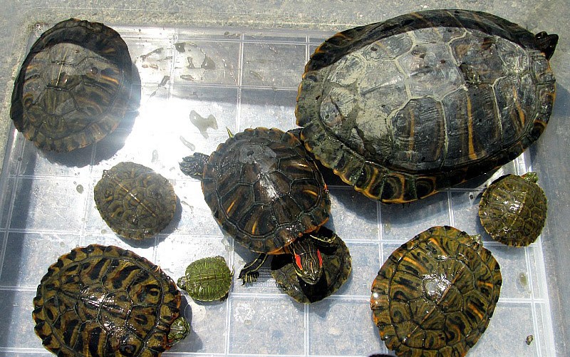 До каких размеров и как быстро вырастает красноухая черепаха в домашних  условиях?