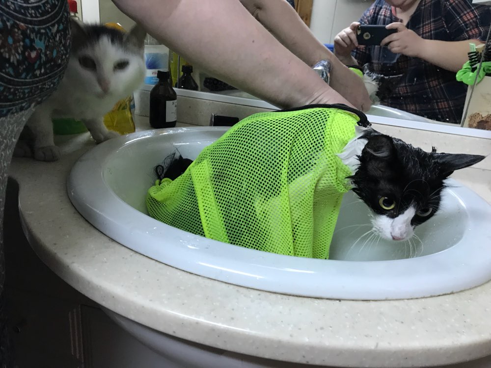 Приспособление для купания кошек. Тазик для купания кошки. Приспособления для мытья котов. Cat washing
