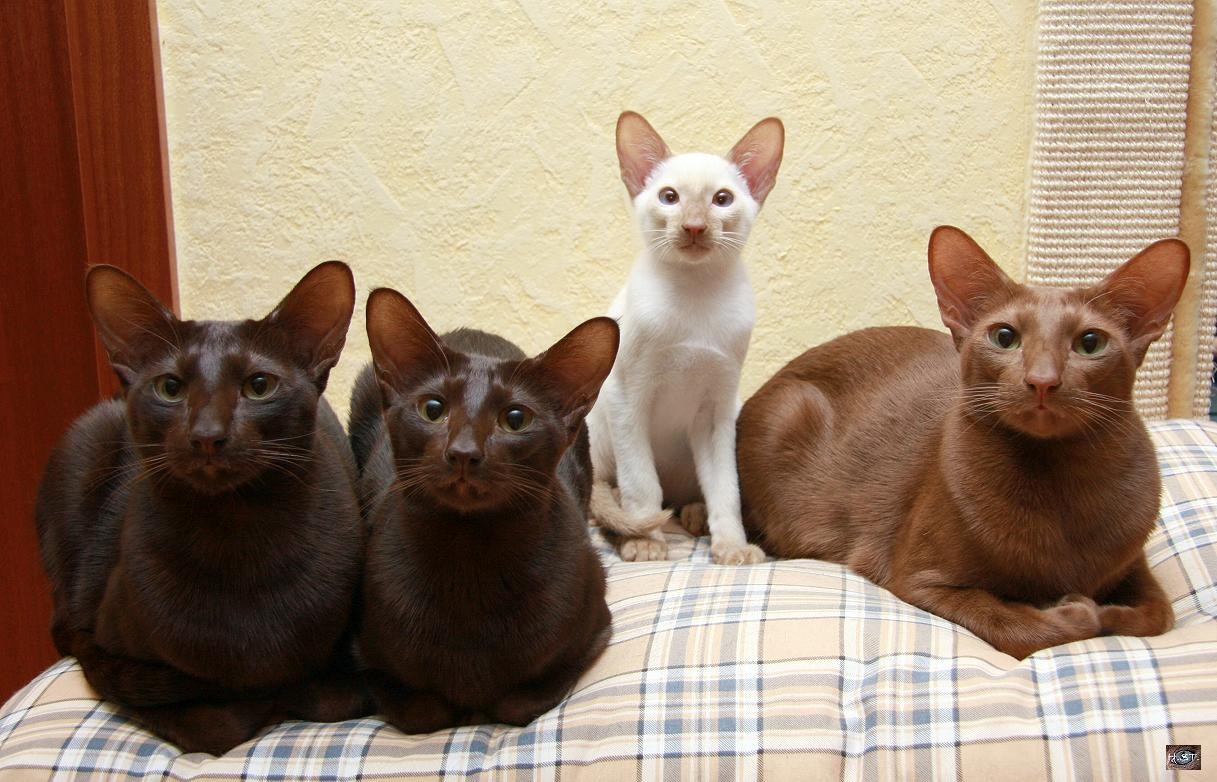 Яванская кошка