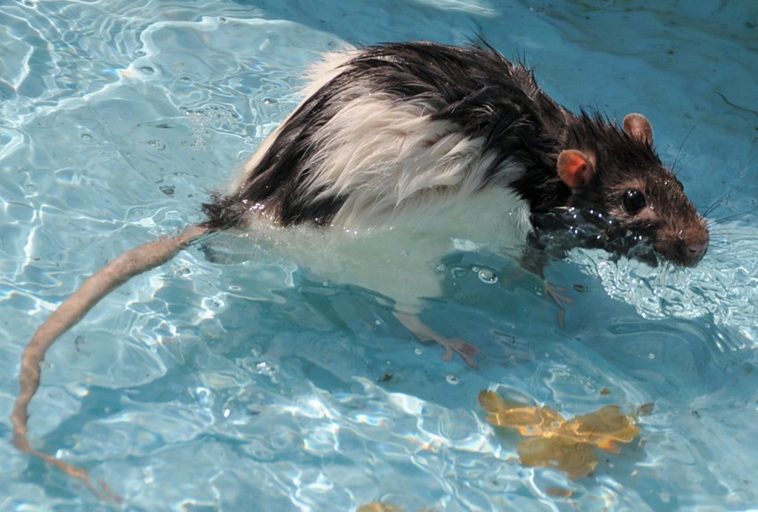 Нужно мыть крыс. Крыса в воде. Крыса в бассейне. Крыса плавает. Мыши умеют плавать.