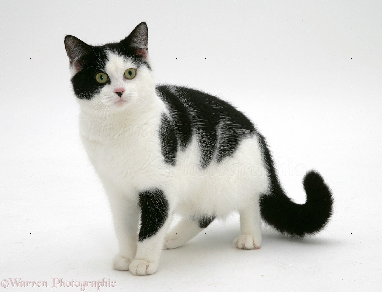 Рыжая кошка с черными пятнами порода. Сибирская биколор короткошерстная. Сибирская биколор короткошерстная кошка. Японский бобтейл короткошёрстный. Короткошерстная европейская кошка биколор.