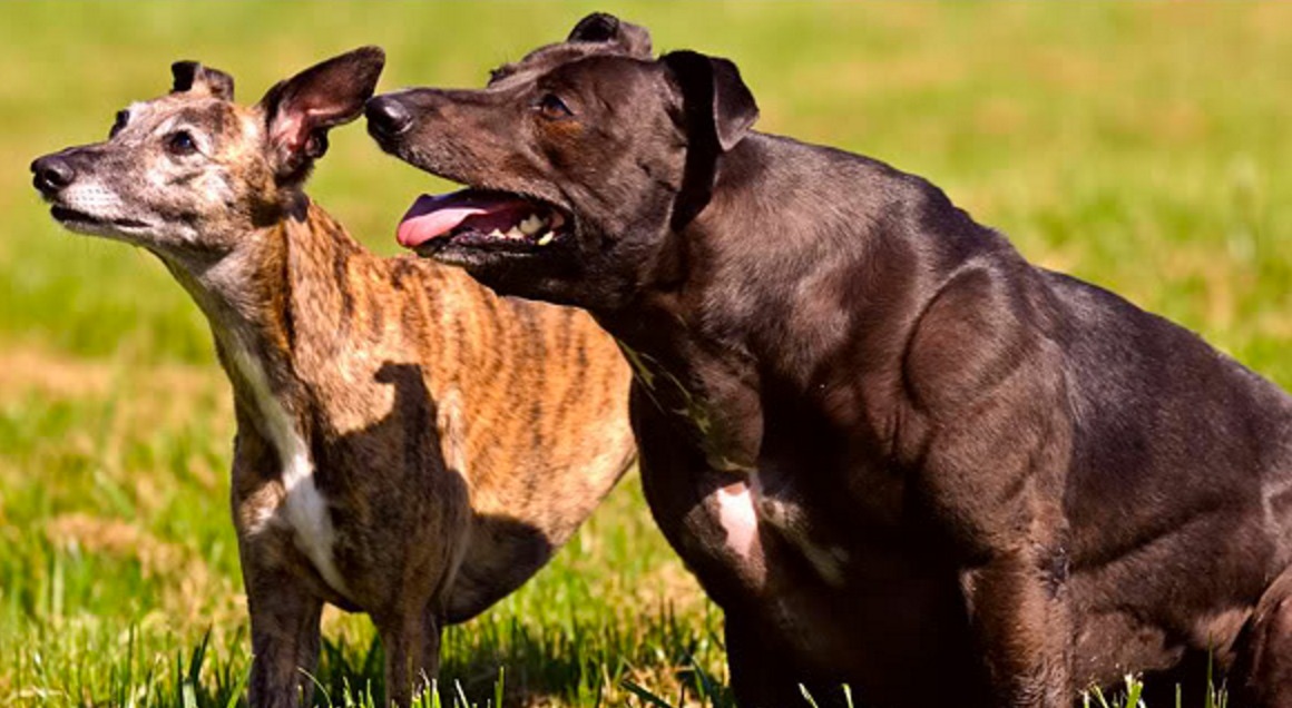 Накачанные собаки: особенности и обзор пород