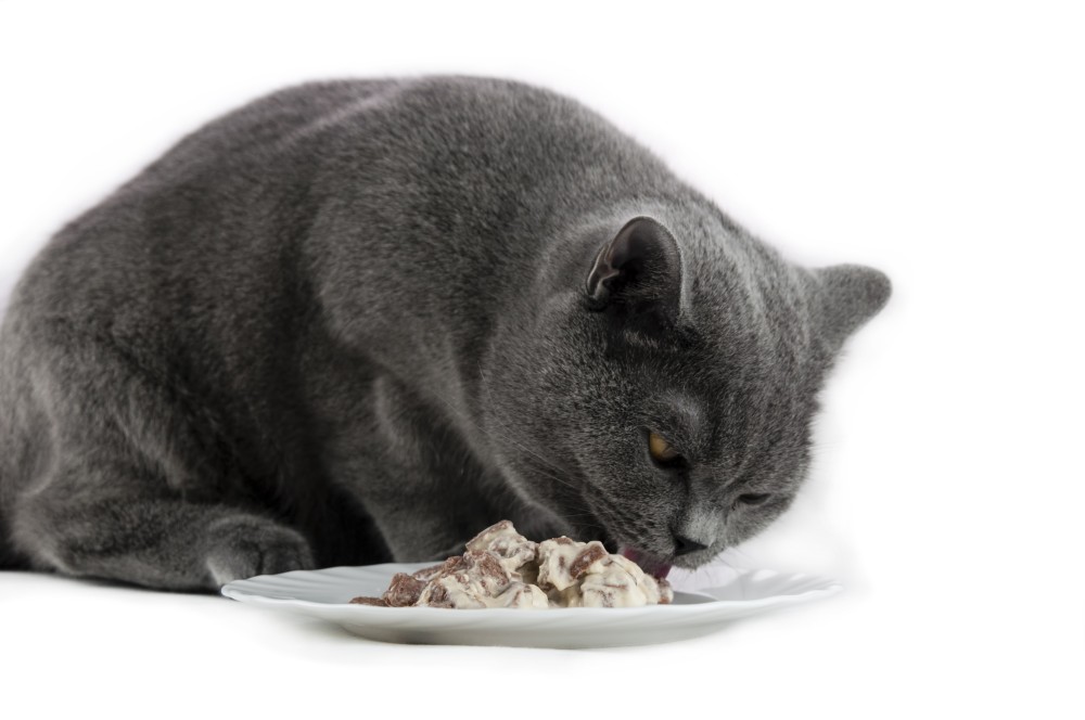 Можно кормить кота рыбой. Британец кот. Кошка кушает. Британский кот кушает. Британский кот откормленный.