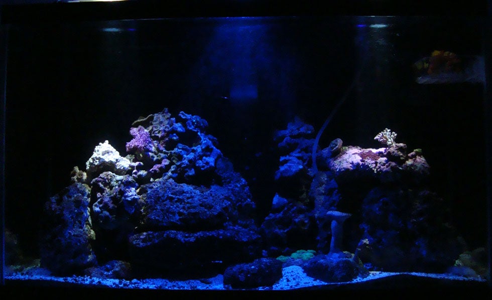 Рыбы спят ночью. Ночная подсветка аквариума. Лунный свет в аквариуме. Аквариум ночью. Ночная рыба в аквариуме.
