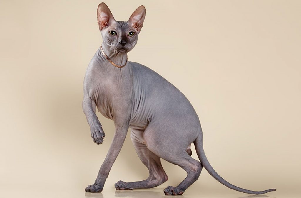 Кошки породы сфинкс с шерстью: бывают ли, как они называются и почему так  происходит?