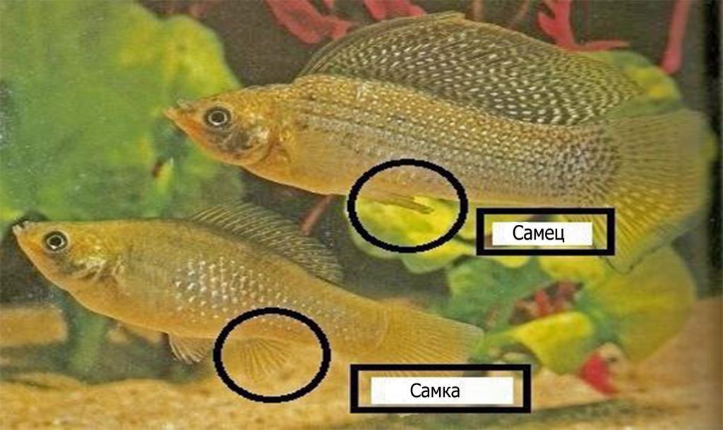 Как отличить самку. Рыбка петушок самка или самец. Как отличить золотую рыбку самца от самки фото. Золотая рыбка самец и самка. Самка и самец рыбы.