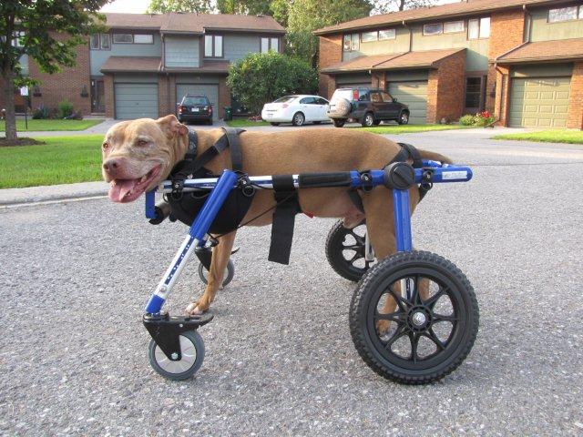 Коляска для собак на задние лапы. Коляска Квадро для собак инвалидная. Инвалидная коляска для собак Walkin Wheels. Коляска для собак Walkin' Wheels. Инвалидные коляски Dog wheelchairs.