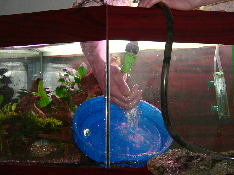 В аквариум льют воду. Заливаем воду в аквариум. Менять воду в аквариуме. Водяная для аквариума. Подменять воду в аквариуме.