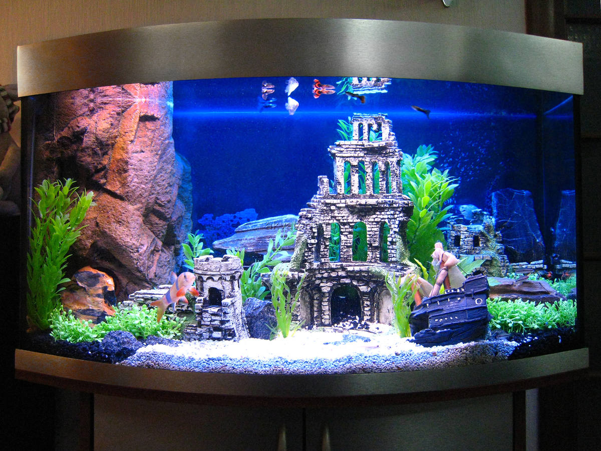 Аквариум какие виды. Аквадизайн аквариумы. Дизайнерский аквариум. Украсить аквариум. Красивые домашние аквариумы.