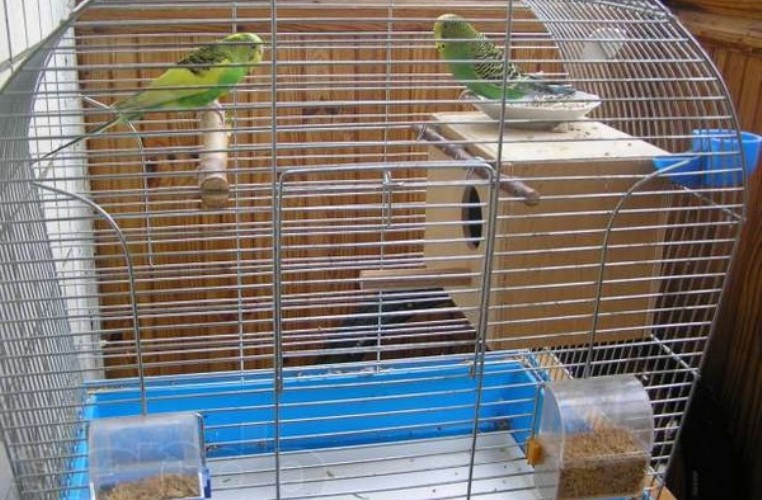 Гнездовой домик для попугаев своими руками
