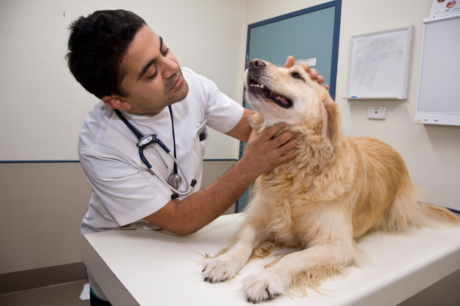 Pet clinic. Ветеринар с собакой. Осмотр собаки. Осмотр ветеринара. Животное на приеме у ветеринара.