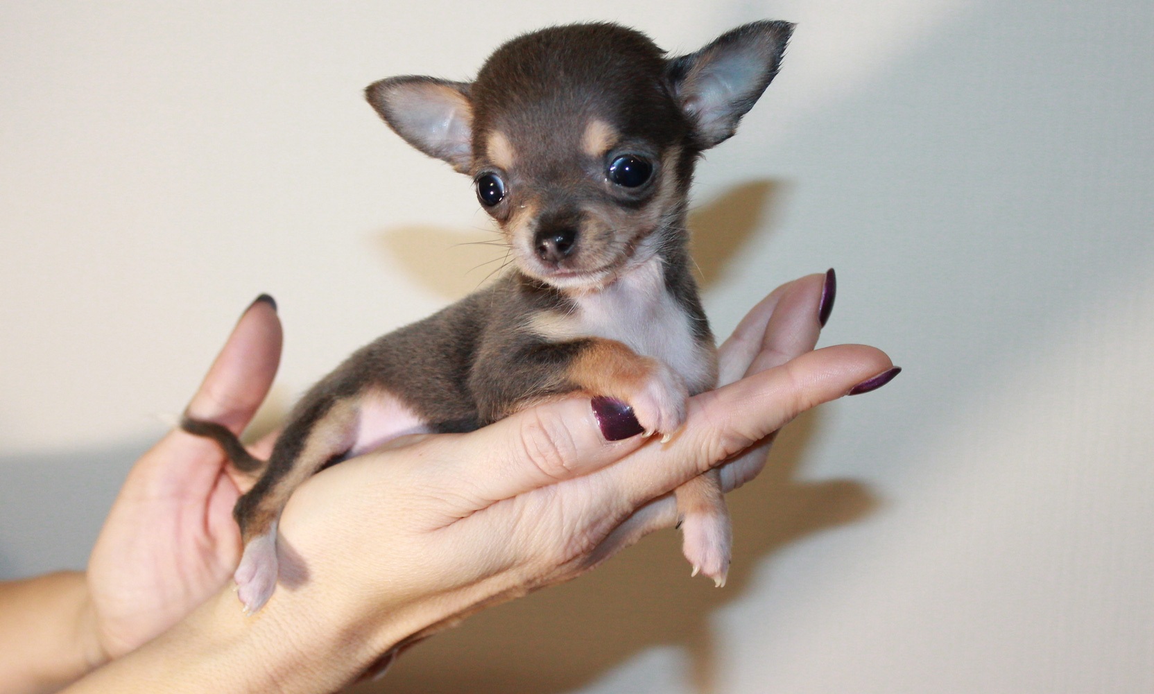 Какая порода самой маленькой собаки. Карликовый чихуахуа. Собачка чихуахуа. Микро мини чихуахуа. Чихуахуа супер микро.