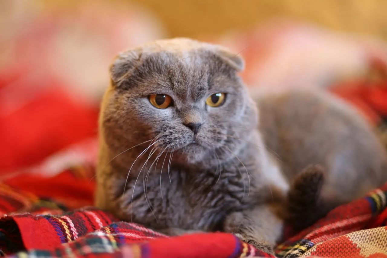 Порода кошек фолд. Шотландская вислоухая кошка. Шотландский кот скоттиш фолд. Шотландская вислоухая скотишфолд. Ирландский вислоухий кот.