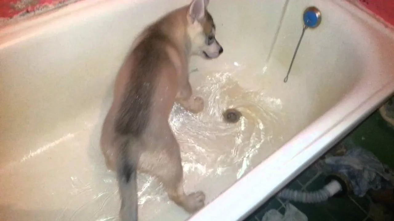 Сколько купать щенка. Собака моется. Хаски в ванной. Собака в ванной. Хаски купаться в ванной.