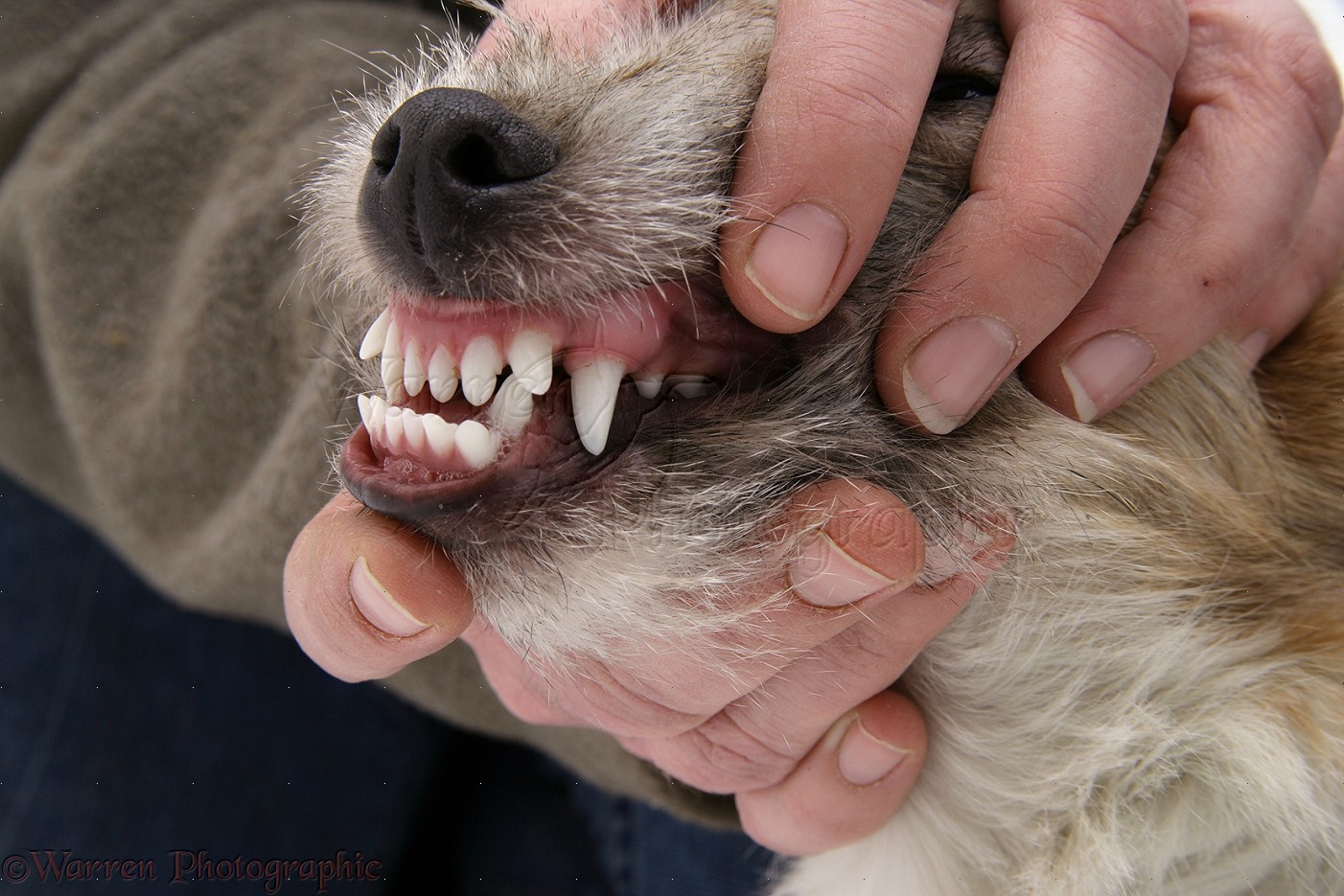 Собаки зубова купить