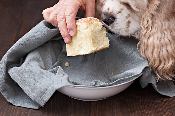 Почему собакам нельзя сыр. Собака с куском хлеба. Хлебцы для собак. Хлеб для собаки иллюстрации. Собака ест хлеб.