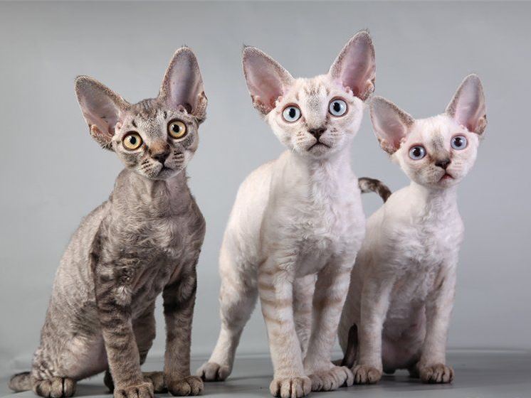 Гипоаллергенные кошки и коты: породы, особенности выбора и содержания