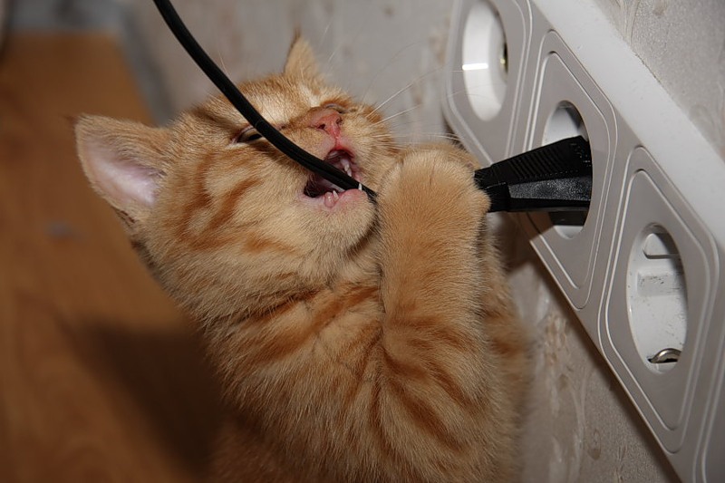 Как кошку отучить грызть провода?