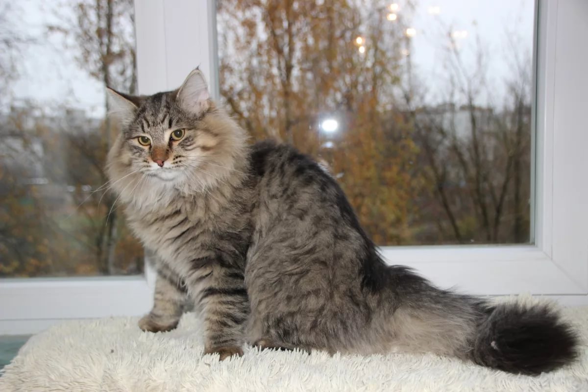 сибирская кошка расцветки