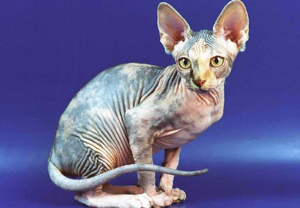Кошки породы сфинкс с шерстью: бывают ли, как они называются и почему так  происходит?