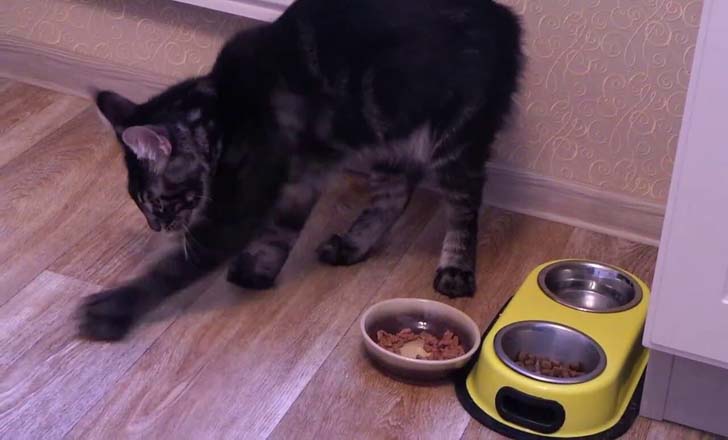 Почему кошки закапывают еду?