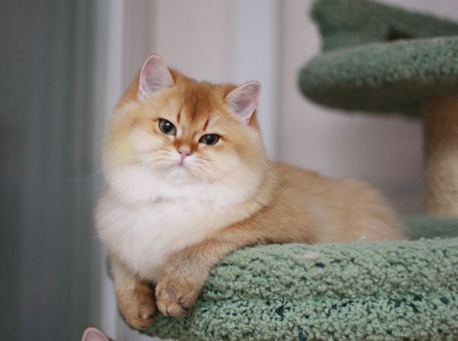 Кошка золотая шиншилла: характеристика, выбор и условия содержания