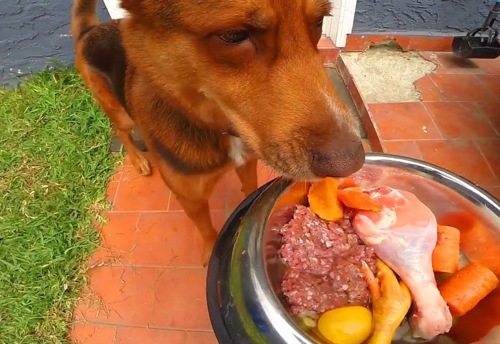 Редиска собаке. Немецкая овчарка кушает. Собачья еда немецкая. Собаки выращенные для еды. Немецкая овчарка ест мясо.