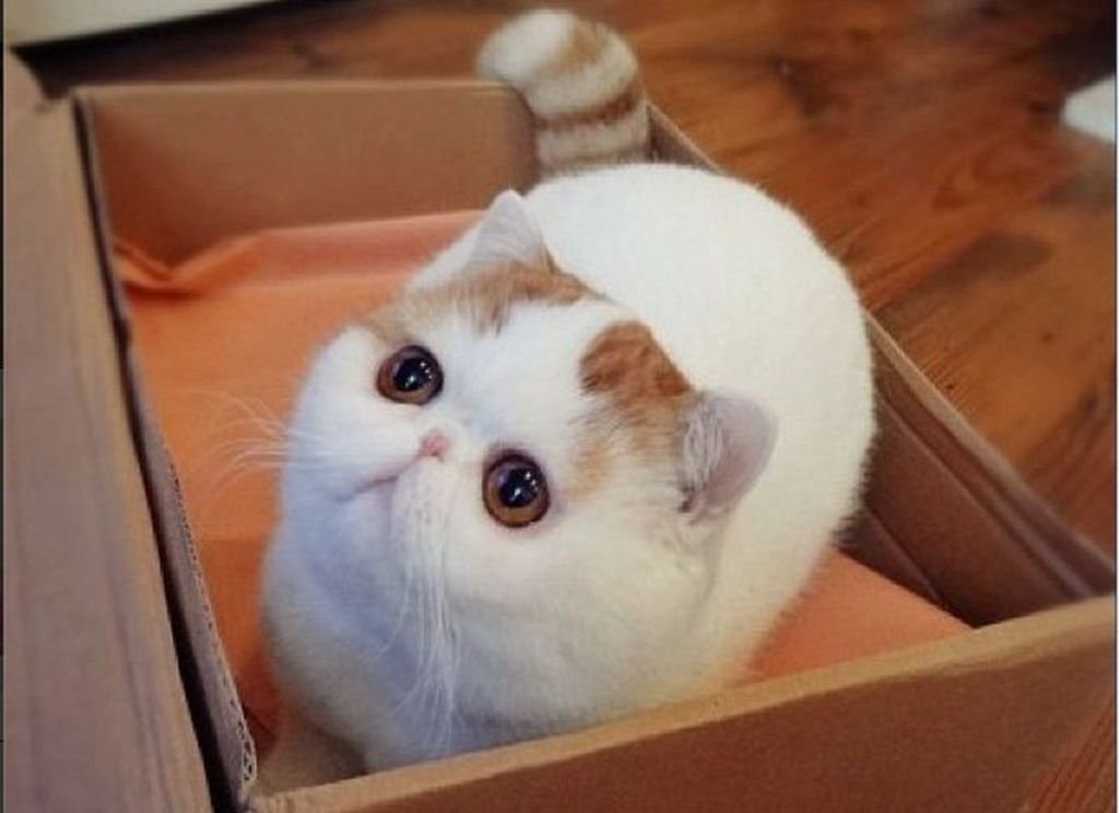 Снупи кот