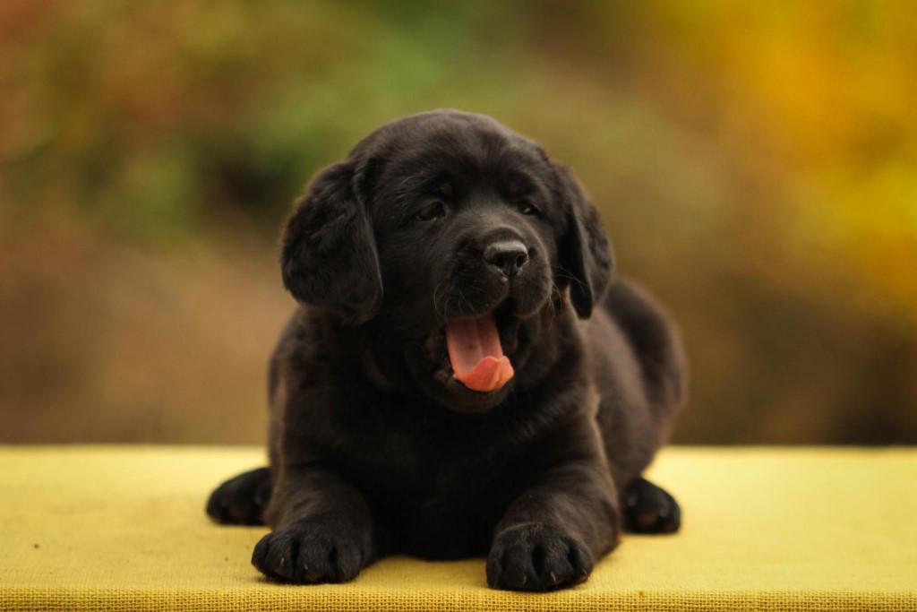 Кличка собаки черного цвета