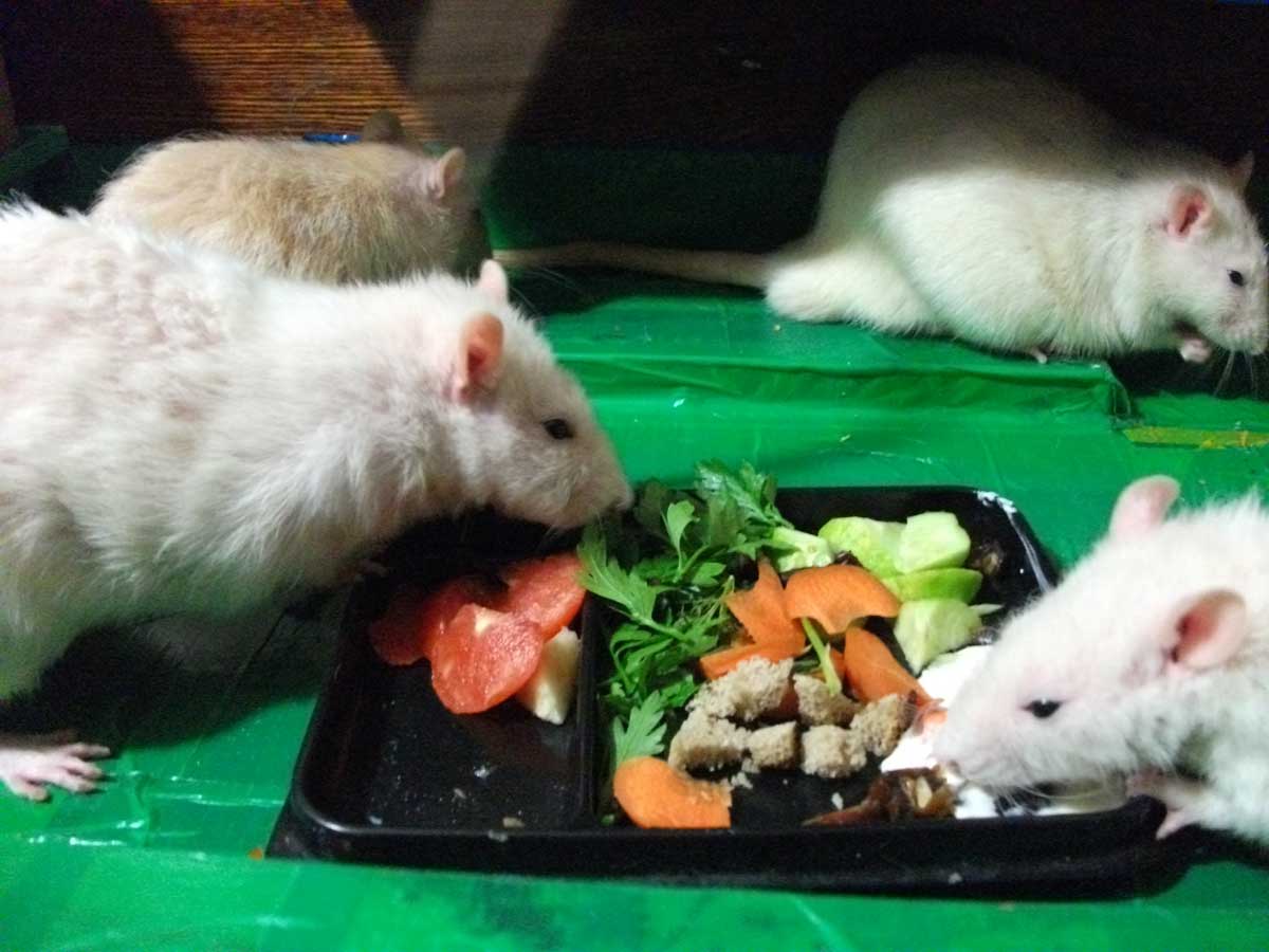 Крысам можно сельдерей. Еда для крыс домашних. Рацион домашних крыс. Рацион декоративных крыс. Питание для крысок.